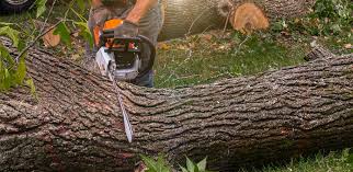 Reliable Scottdale, PA  Tree Services Solutions